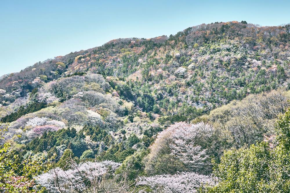 成沢の山桜に関するページ